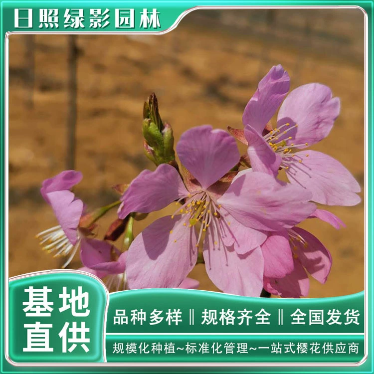Rizhao Green Shadow Garden 7 см Летающий холодный Сакура Рассада саженца Базовая Цитата Аутентичные летающие холодные сакуры Где продать