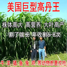 批发多年生牧草种子畜牧牛羊猪鱼草种菊苣高丹草苏丹墨西哥玉米草