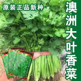 澳洲大叶香菜种子大叶芫荽阳台种菜蔬菜籽四季盆栽蔬菜种子