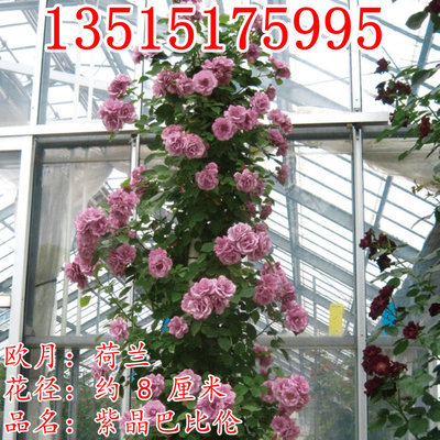 庭院陽台爬藤玫瑰藤本月季花苗大花 紫晶巴比倫 四季開花盆栽花卉