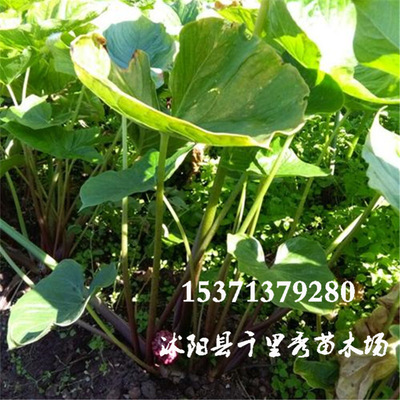 批发独角莲种球滴水参天南星野芋白附子禹白附疔毒豆芋叶半夏新种|ms