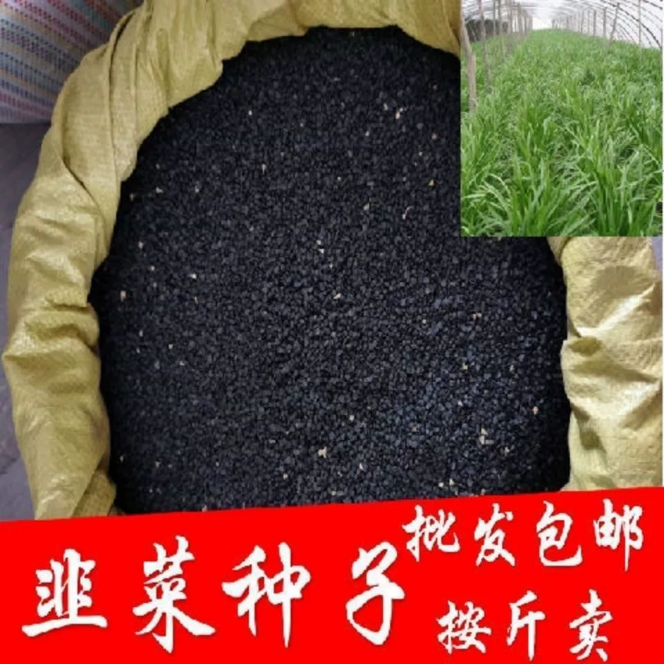 Фиолетовый корень семян Порея полтора кошачьего 50 грамм семян Порея семена Порея в горшках двор Four Seasons посев семян овощных культур