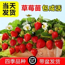 �ļ����Ͳ�ݮ���������̨�Nֲ��������t��|99�N���Ӯ���Y��