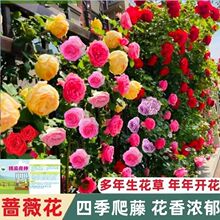 ��������Nޱ���������ļ��_���ٱ��¼��ش󎧻����b�������ֲ