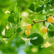 批发占地银杏树苗 银杏 道路绿化工程苗木白果树 园林种植观赏树