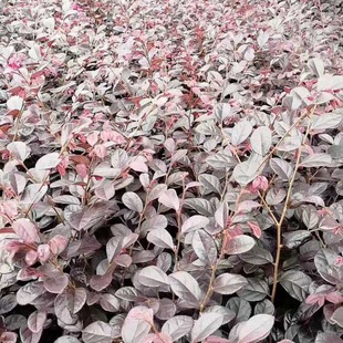 Small Cup of Variegated Stone, Large Cup of Variegated Stone, Complete Specifications, Large Quantity Discounts