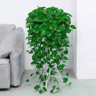 G}Գȩ͏dLˮ໨ܷݗֲk҃ȹ