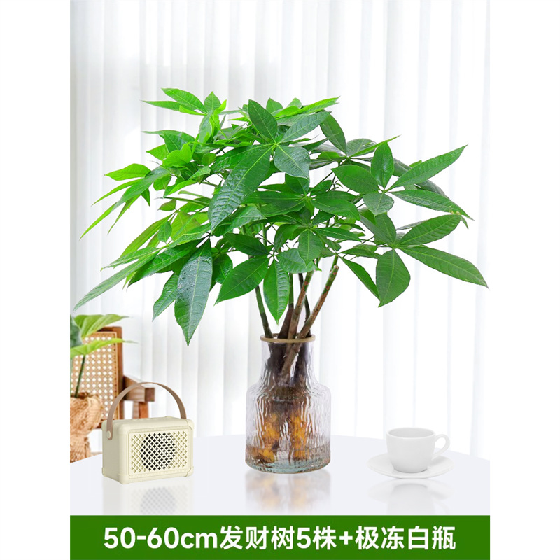 50-60cm 머니트리 5개 [극한백색병 포함] 영양액 1팩 포함