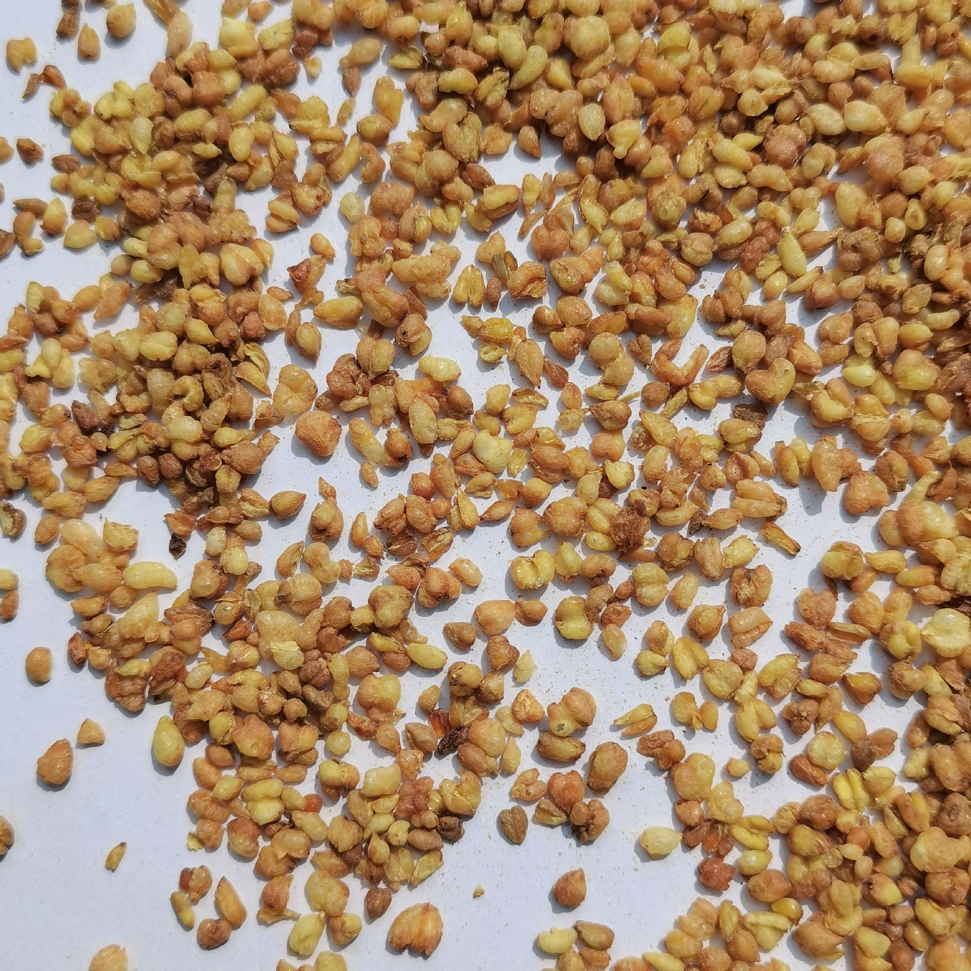 批發供應黃苦蕎新貨 四川涼山苦蕎茶 全株黃苦蕎黑苦蕎 量大從優