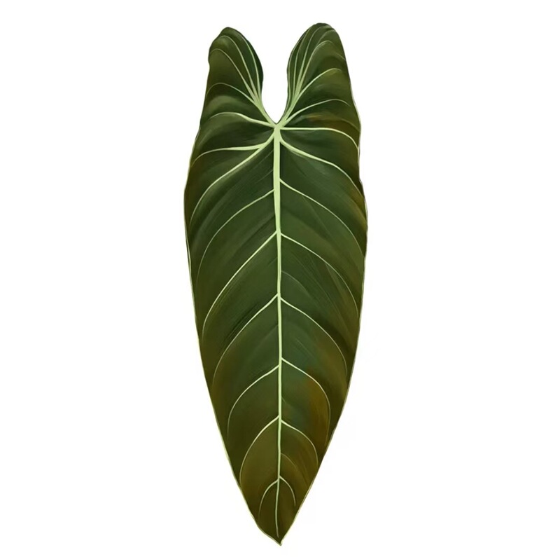 植物の魔法】熱帯の珍しい植物のアイデアの緑の植物の冷蔵庫は緑の植物の装飾の植物のシリーズの冷蔵庫を貼って貼ります。|undefined