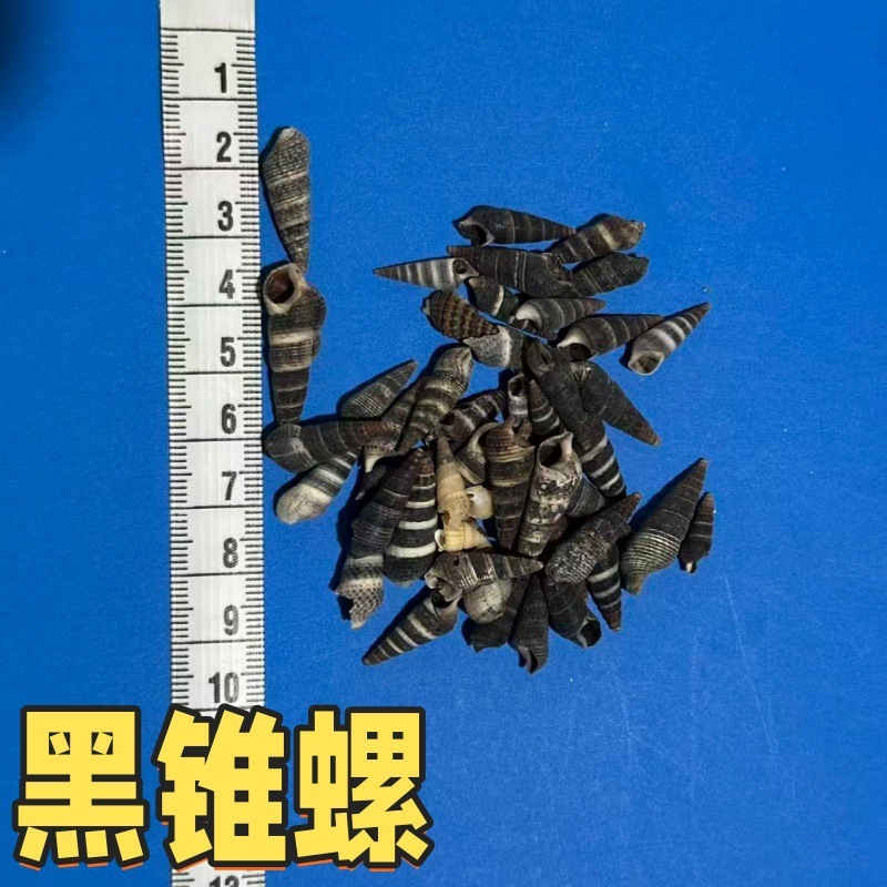 小海螺小米螺天然贝壳海螺手工DIY鱼缸造景微观装饰配件寄居蟹用|undefined