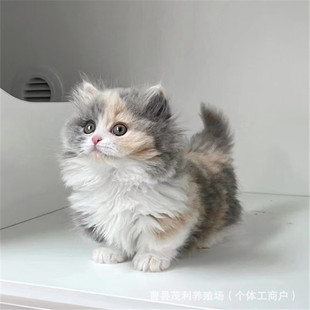 �����������Ɓ����_؈���w���׮�ͫ؈���̻��＃�N���_ϡ�Ю�ͫ