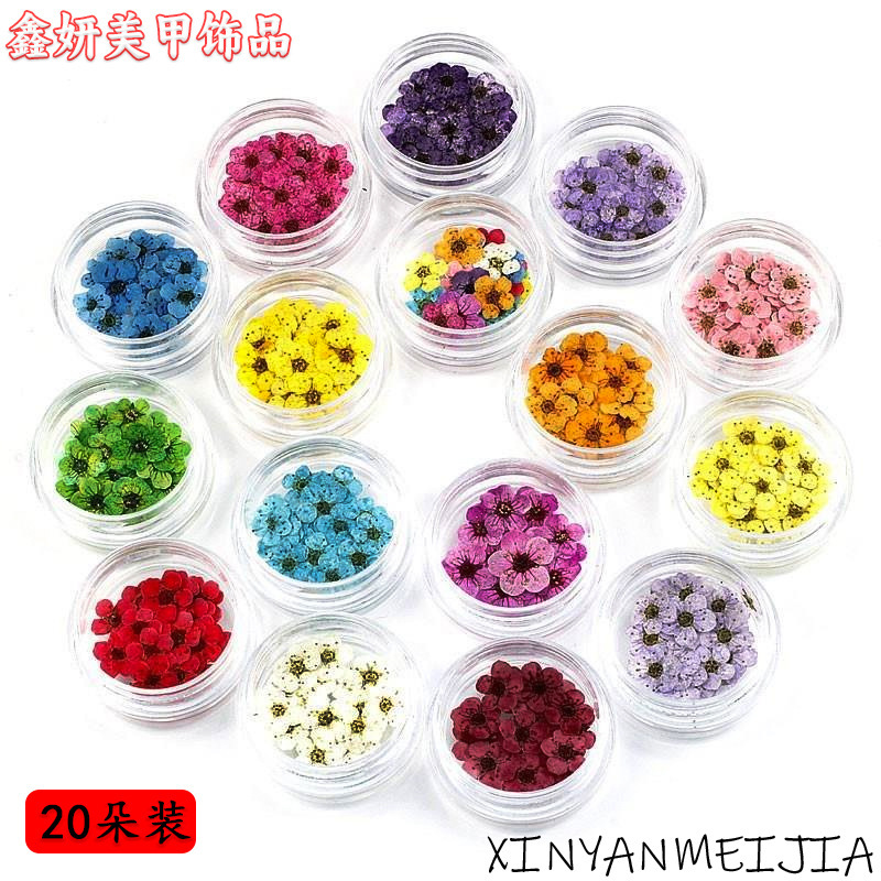 Japanese Style Manicure Dried Flower Accessories Small Plum Blossom Nail Jewelry Floral Real Flower Wearable Nail Colorfulful Petal Material Decoration