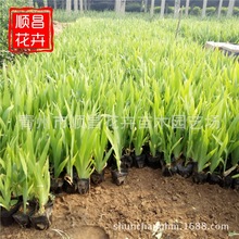 工程鸢尾水生花卉池塘绿化植物黄花鸢尾 水生湿地绿化植物鸢尾花