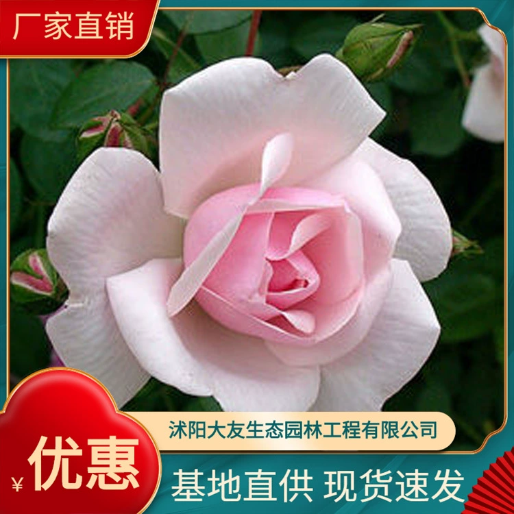 База питания большое количество всех видов Red Hat Роза желтая шляпа розовый сезон Большой выгодно