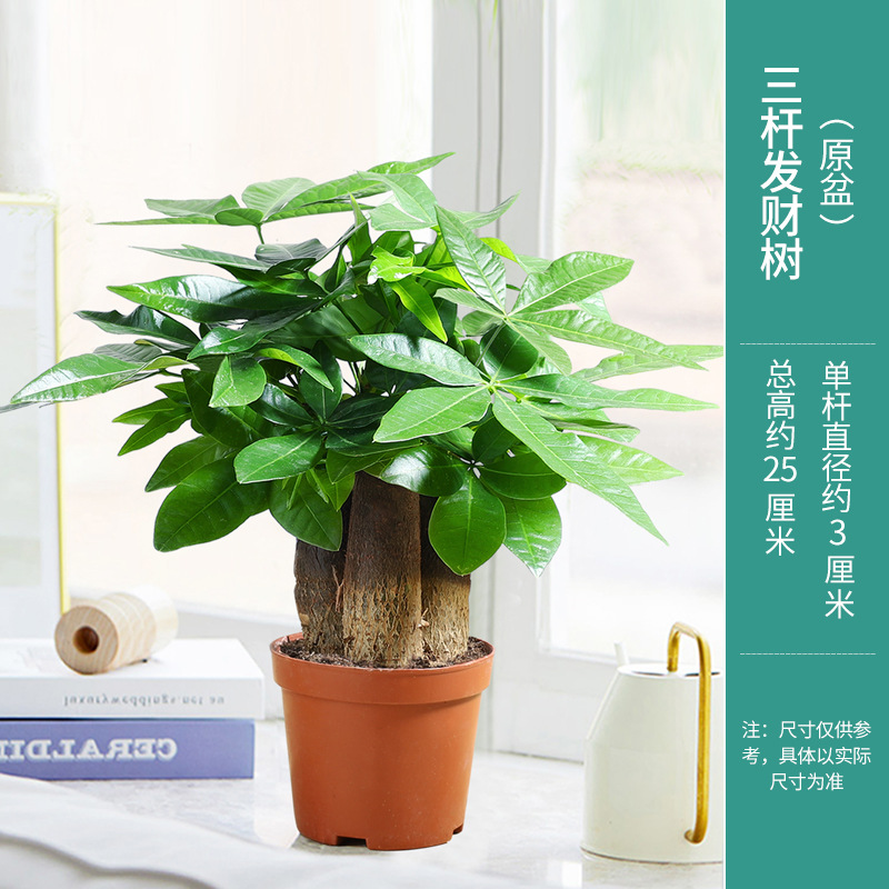 3극 머니트리(간이화분) + 영양액