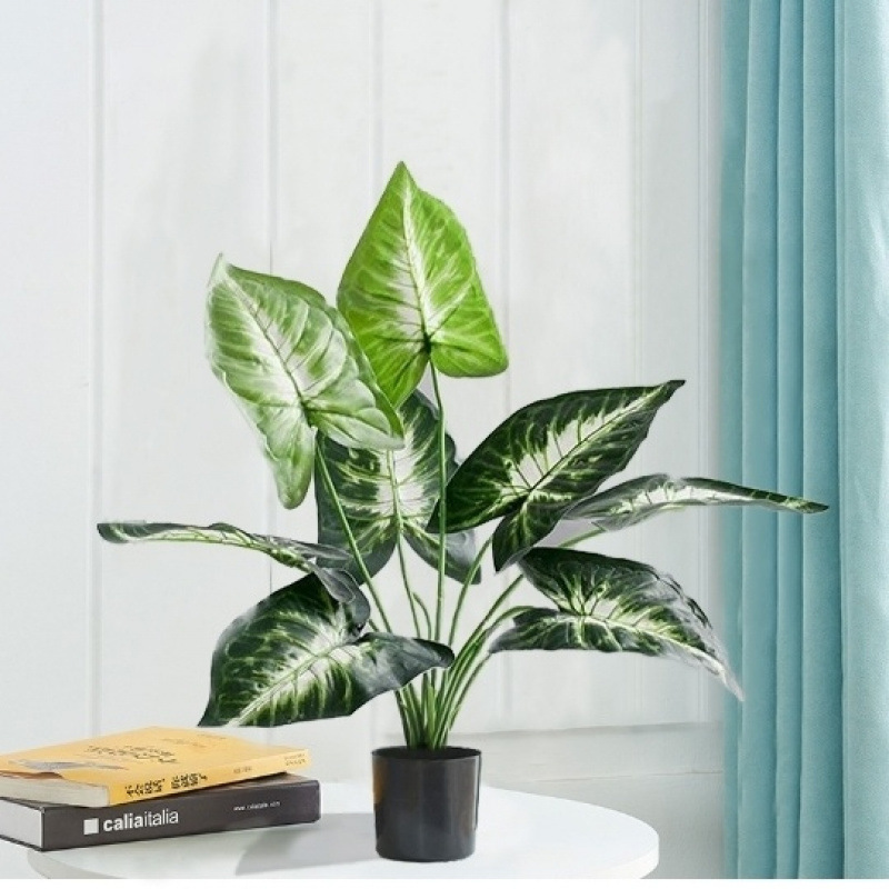 モンステラ 大型鉢植え 水耕栽培 大葉植物 古い杭 リビングルーム 大型緑の植物 花 オフィス オープンバックで富を引き寄せる|undefined
