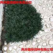 细叶麦冬玉龙草庭院绿化植物矮麦冬草沿阶草耐寒苗 花坛花带专用