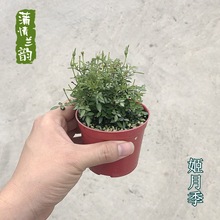 姬月季迷你月季玫瑰 办公桌微型盆景小盆栽绿植花卉