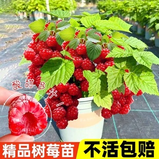 ��ݮ��t�ژ�ݮ���箔��Y�����԰���������ͥԺ�����ϱ����N�ͺ�