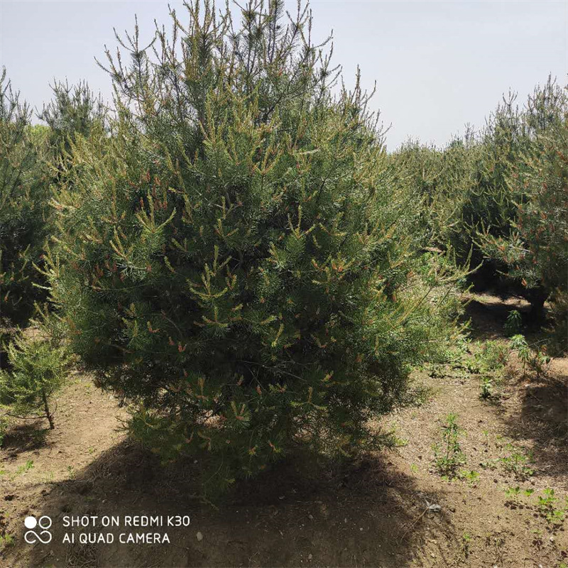 退林还耕清地白皮松价格 绿化树白皮松 4米5米6米高白皮松