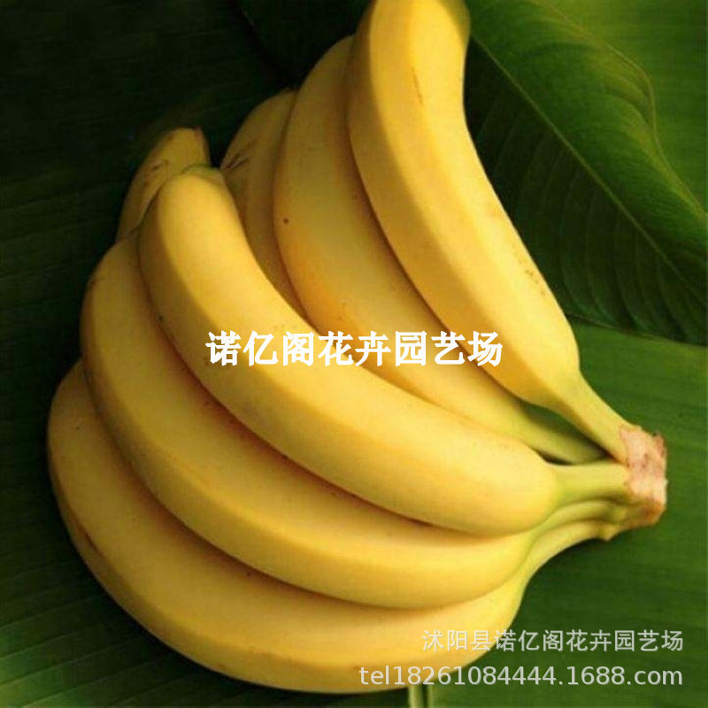 香蕉苗树苗巴西矮化小米蕉 粉蕉 皇帝焦 西贡蕉 红蕉南方当年结果