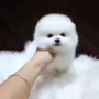 幼犬活体纯种小狗茶杯犬