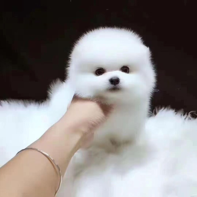 Purebred Pomeranian Puppy Live Puppy Teacup Dog Live Animal Pomeranian Small Size Dogs Live Dog Pet Dog Live Animal Wholesale