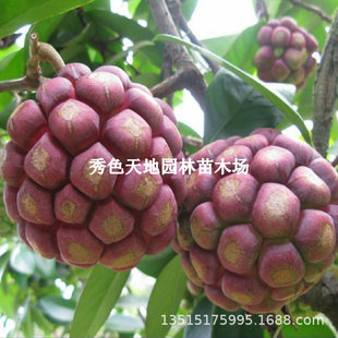 ���ϻ�����ζ���粼���ȴ�Ѫ�ٹ���F���٘����ͺ����ϱ����Nֲ