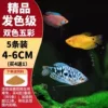 [Hair color grade] Two-color Manlong + Colorful Lili 5 pieces