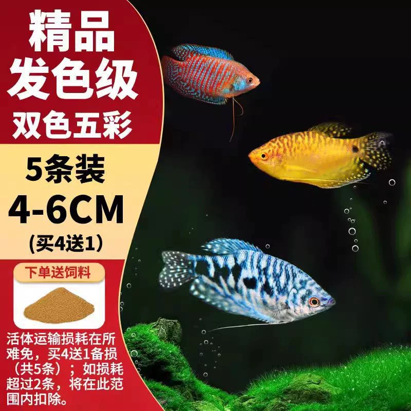 Саженцы холодноводной рыбы Yulan Shoujian, живая рыба, мелкая пресноводная, хорошее кормление, живая рыба Lili, Manlonfish