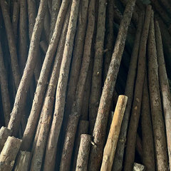 Pine tree poles, larch pine piles, logs, garden decoration, river piling support poles, engineering construction materials