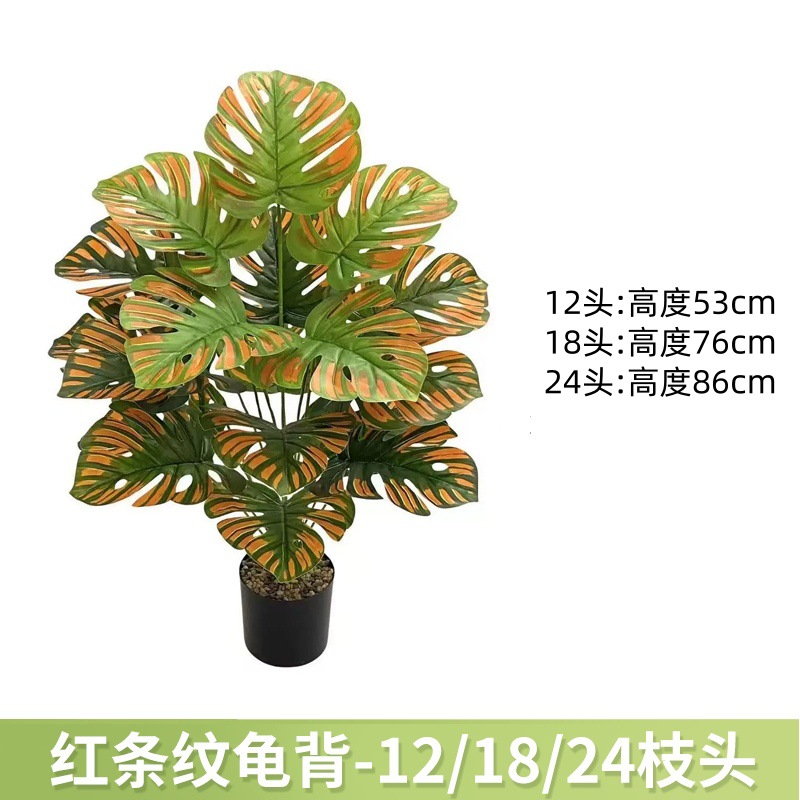 红条纹龟背 / 12叶高约63cm【不带黑盆】