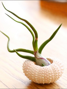 ?�՚��P�����[ֲ�ﺣđС���ԟo�������k���ҾGֲ�҃�Ȥζ΢���^