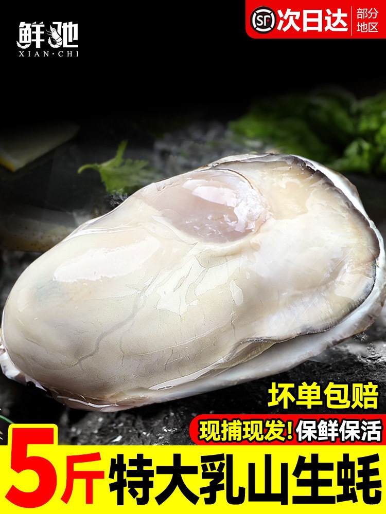 生蚝乳山特大鲜活海蛎子刺身牡蛎生鲜旗舰店商用批发整箱5斤