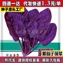 紫衣仙子紫菠菜种子甜菜四季播抗病耐寒耐热晚抽苔特色蔬菜籽