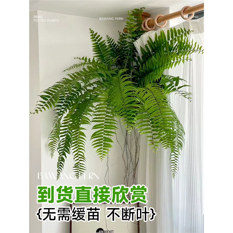 Баванг папоротник в горшке висячий горшок висящий бостонский папоротник почечный папоротник благоустроенный балкон гостиная зеленая посадка