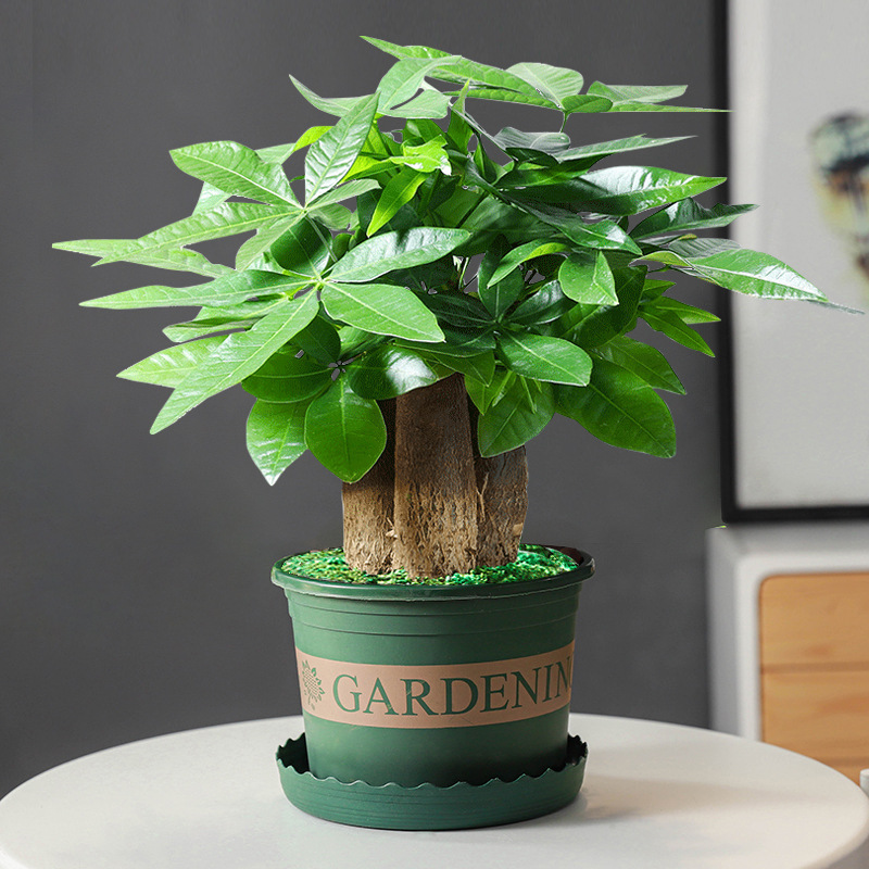 árboles ricos pequeñas plantas de maceta flores verdes plantas de oficina absorción de formaldehído árboles hidropónicos de bambú de lapis verde buena alimentación maceta