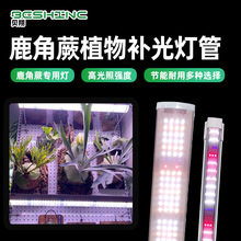 ֲ���a���¹��ާ�m��ȫ���V���⾀�S��ֱ�N�҃ȼt�{��ֲ�����L��