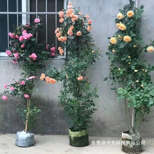 �Nޱ�����¼������ļ��_��������ͥԺ�ٱ�ֲ�ﻨ�������̨õ��