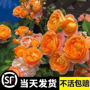 �Nޱ�����ٱ��¼���֭�̨����ͥԺ���ٲ�ݮ�����õ���ļ��_����