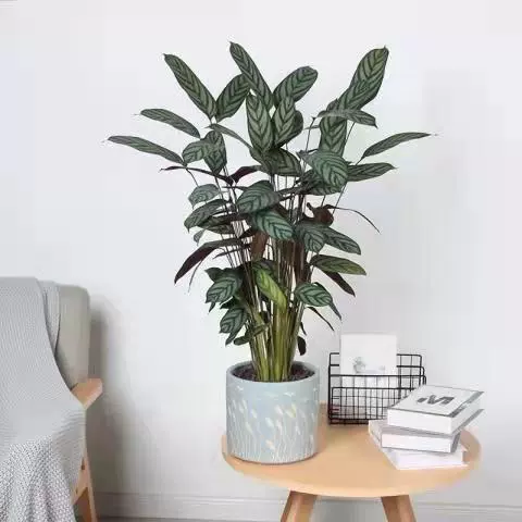 Стрелка растение в горшке летающее перо кошачий глаз Радуга Зеленое яблоко Крытый Рабочий стол Гостиная Дисплей зеленое растение в горшке четыре сезона