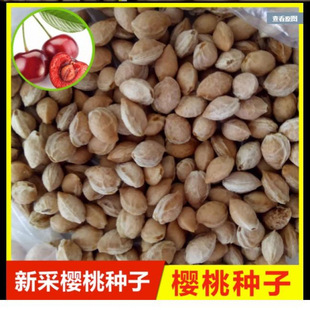 ���ڴ����~���ҷN��Ұ���ҷN��ɽ����ɽ�ѻ��N�ӹ���N�Ӽ޽���ľ