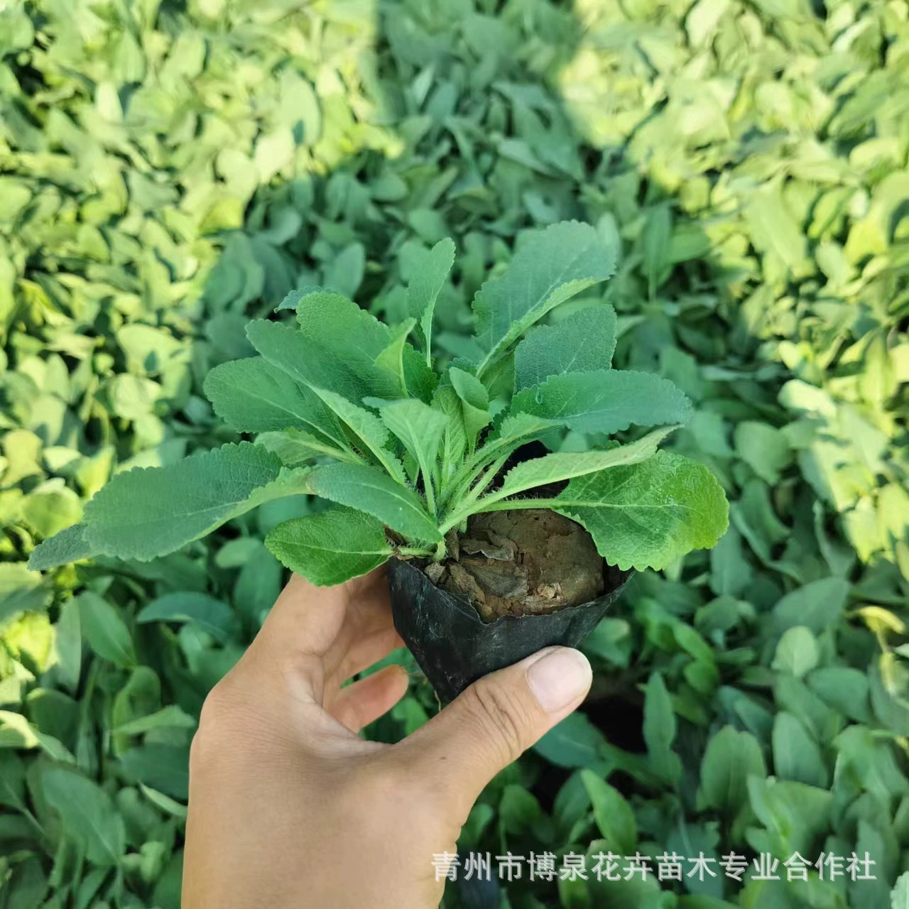 Оптовая продажа рассады синего шалфея, покрытие для почвы, цветок шалфея, морской пейзаж, рассада в стаканчиках, травяной цветок