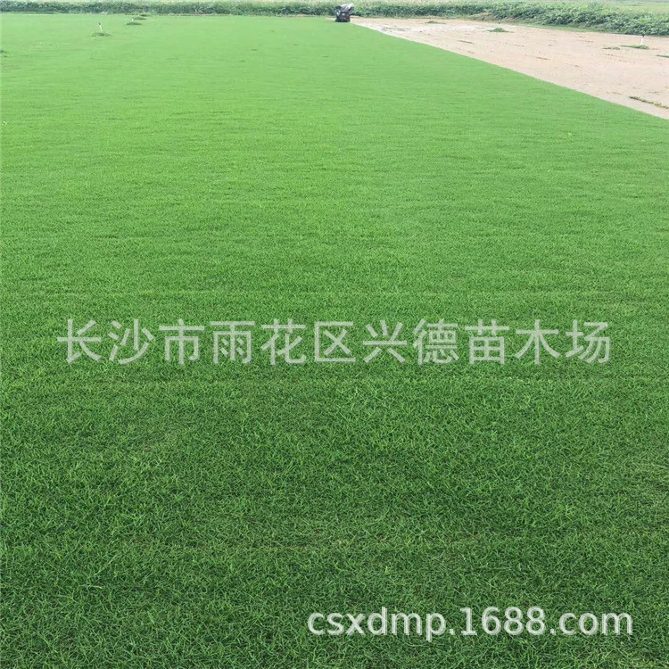 Оптовая продажа газонной травы Бермуды, рулоны смешанной травы Хунань, тайваньский зеленый газон, настоящая трава, газон с грязью, зеленый сад