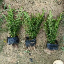 ���K�IާС�����  �Iާ�������l �Iާ���� �Ԯa���N ���󃞻�