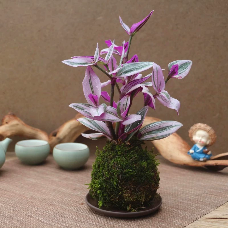 Моховый нефритовый шарик, картина маслом, свадебный комнатный горшок, румянец, облако, зеленое растение, можно выращивать в гидропонике, голландский суккулентный бонсай, поглощает формальдегид