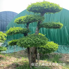 ���͌�����Ϟ�ؾ��辰�e��ͥԺ���@�쾰���^�󷽘��κÌ�����Ϟ