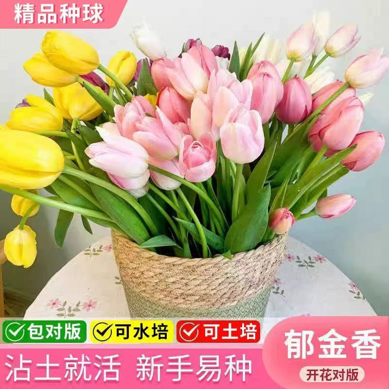 水培郁金香大种球花种子花卉盆栽绿植物室内百合风信子室内盆栽