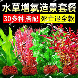 Volcanic Stone Aquatic Plants, Centipede Water Fern, Lazy Aquatic Plant Landscaping Substrate Package, Negative Green Chrysanthemum Fish Tank Incubator